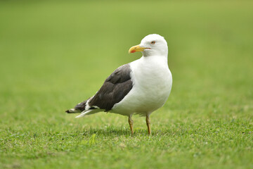 Close up portrait of a seagull waiting for food in public park, photographed isolated on green...