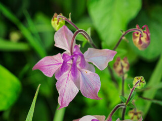 purple orchid flower