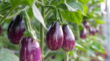Freshly Harvested Organic Eggplants Gleaming in Hydroponic Greenhouse Cultivating Healthy Indoor Nutrition Generative ai