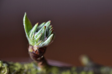 Details of a fruit bud on apple tree starting to open up in spring. Close up photograph taken with...