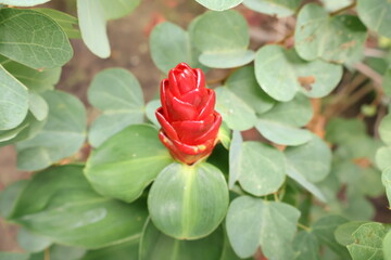 beautiful flower with green leaf in the garden