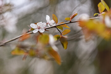 Wild cherry plum tree blooming in spring with white flowers. Close up photograph taken with macro lens. Selective soft focus. Pastel colours. Floral blurry background. 