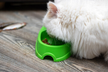 Felidae carnivore cat eating from green bowl with whiskers and snout