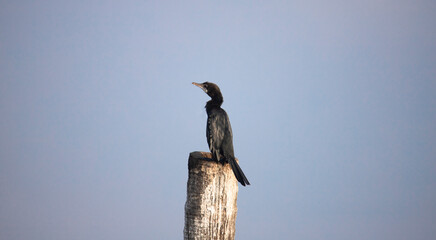 Little Cormorant perched on a wood log