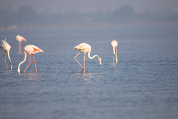 Greater Flamingos or flamingoes on a lake searching for food