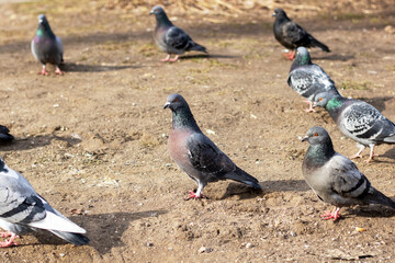 A group of pigeons perched on the ground in a natural setting