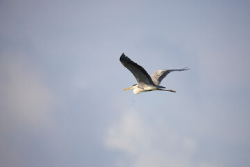 Grey heron on flight - side view