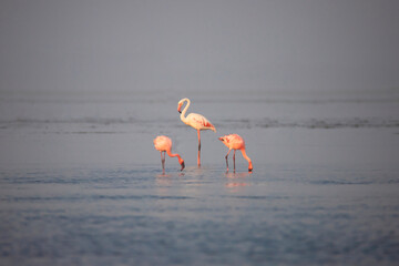 Two Lesser Flamingos and one greater flamingo on a lake searching for food