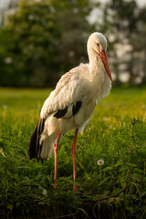white stork in the grass