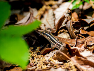 落ち葉とニホントカゲ