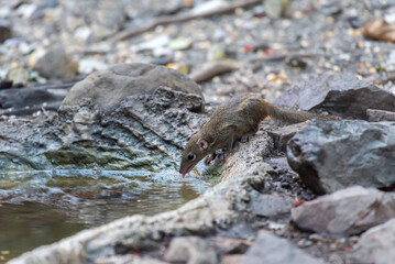 Treeshrew drinks water in pond.