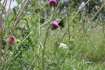 A  massive growth of thistle in bloom under the Dallas High 5 Interchange undergoing an upgrade. The construction sites will always produce growth of thistle and queenann  lace.