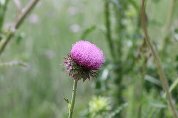 A thistle bloom has bees and swallowtail butterflies trying to land on the bloom. 
