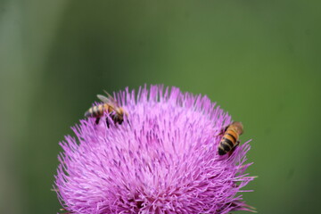 Honey Bees on a thistle bloom 