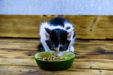 Little kitten eating food from the pet bowl