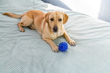 Young purebred labrador retriever dog playing with the ball