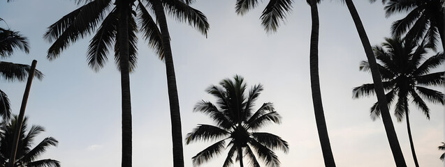 a simple yet striking composition featuring the silhouettes of coconut trees set against a white backdrop.