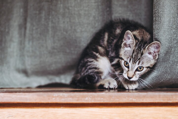 Adorable chaton tigré gris à la maison