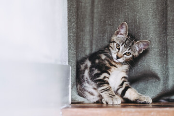 Adorable chaton tigré gris à la maison