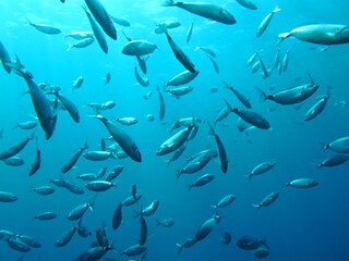 Deep ocean with swimming school of fish. Water with the marine life, underwater photography from...