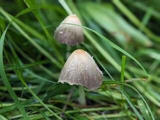 mushroom in the grass