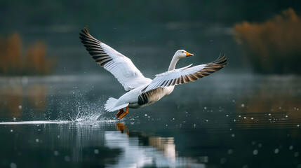 A goose gracefully gliding across the surface of a tranquil lake