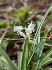 snowdrop flower in spring