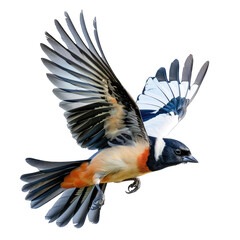 Obraz premium free bird Isolated on white background