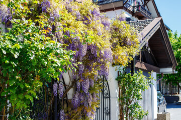 Wisteria blooms on the fence near the house. plants and their care.spring flowering plants