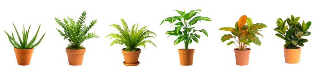 collection of house plants with orange color pots isolated on white or transparent background