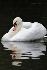 Obraz premium Swan on River Chelmer, Chelmsford, Essex, England
