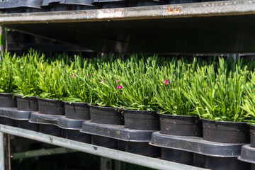 Close-up side view of group of small green carnation (Dianthus caryophyllus) seedlings in black...