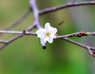 매화, Plum blossom