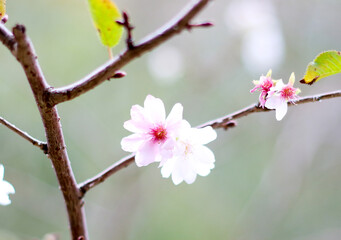 매화, plum blossom