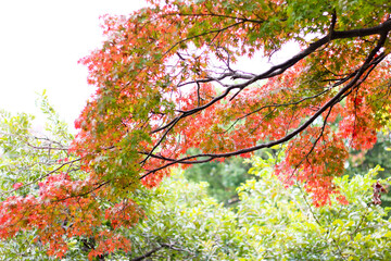 단풍, maple leaf, tinged autumnal leaf