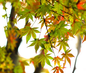 단풍, maple leaf, tinged autumnal leaf