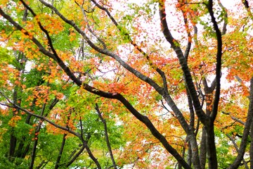 단풍, maple leaf, tinged autumnal leaf