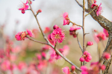 매화, plum blossom