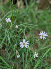 white daisy flower