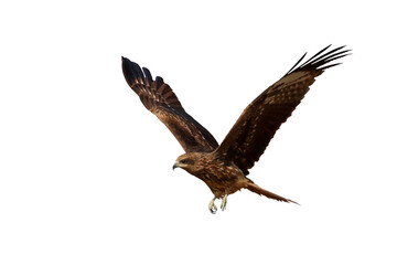 Bird of prey Black kite flying isolated on transparent background png file	