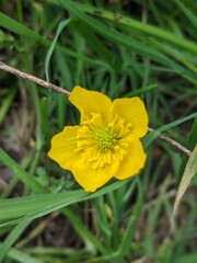 yellow flower on grass