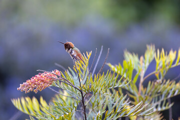 Allen's hummingbird scratching an itch