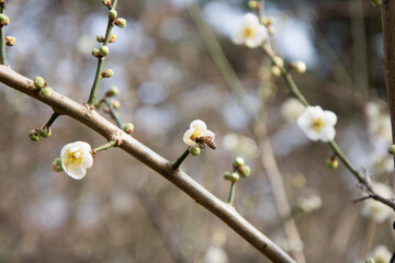 매화, plum blossom