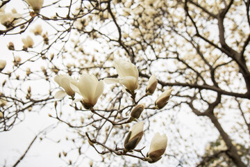 목련, magnolia © 태현 손