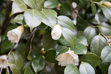 동백, camellia flower