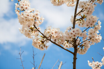 벚꽃, cherry blossoms
