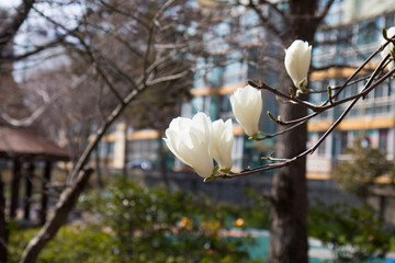 목련, magnolia