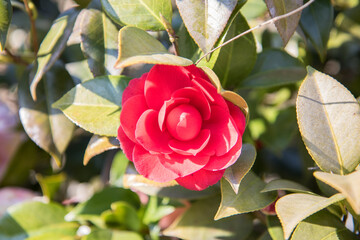 동백, camellia flower