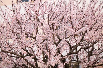 벚꽃, cherry blossoms