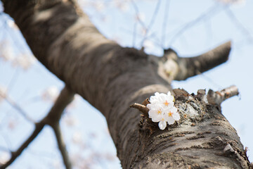 벚꽃, cherry blossoms